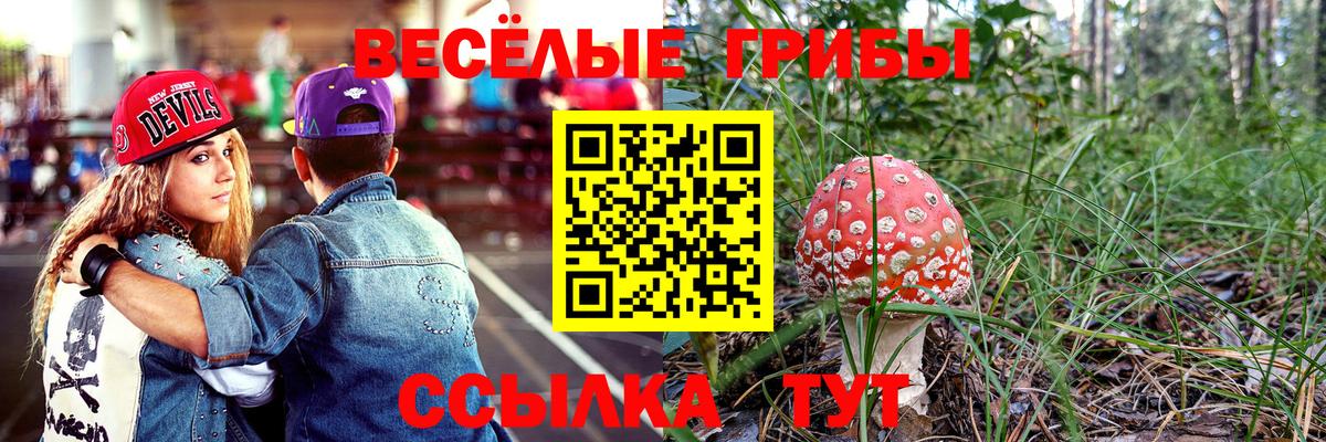 Галлюциногенные грибы Psilocybine cubensis Шадринск